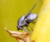 Leucopis sp.